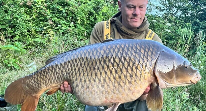 Raymond - Catch insect