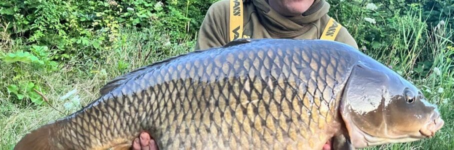 Raymond - Catch insect